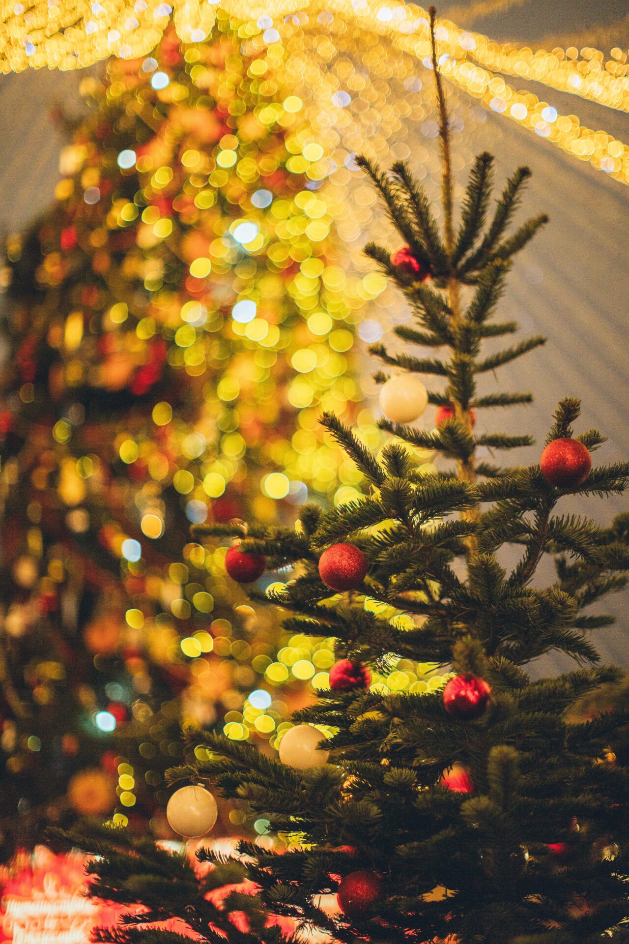 Commandez votre sapin de Noël